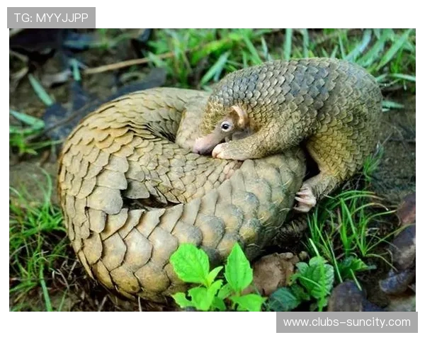 《动物武器模拟战场体验全面升级打造史诗级战斗冒险》